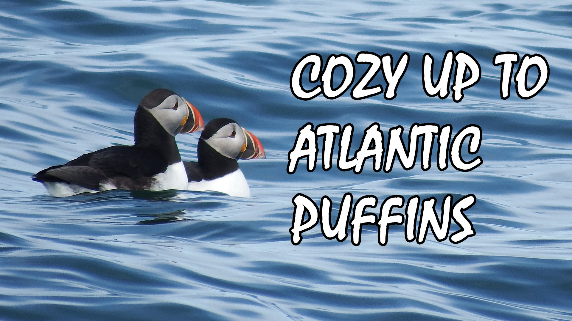 Atlantic Puffins on Seal Island